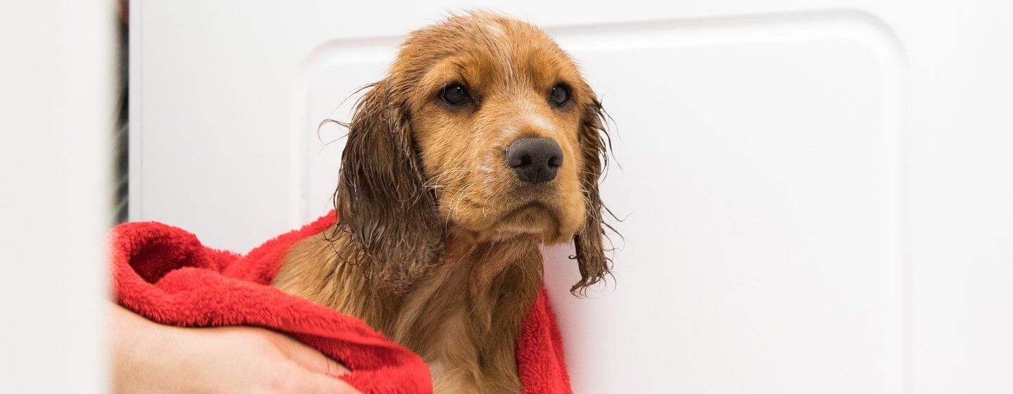 How to Bathe A Dog Tips for Washing Your Dog Purina